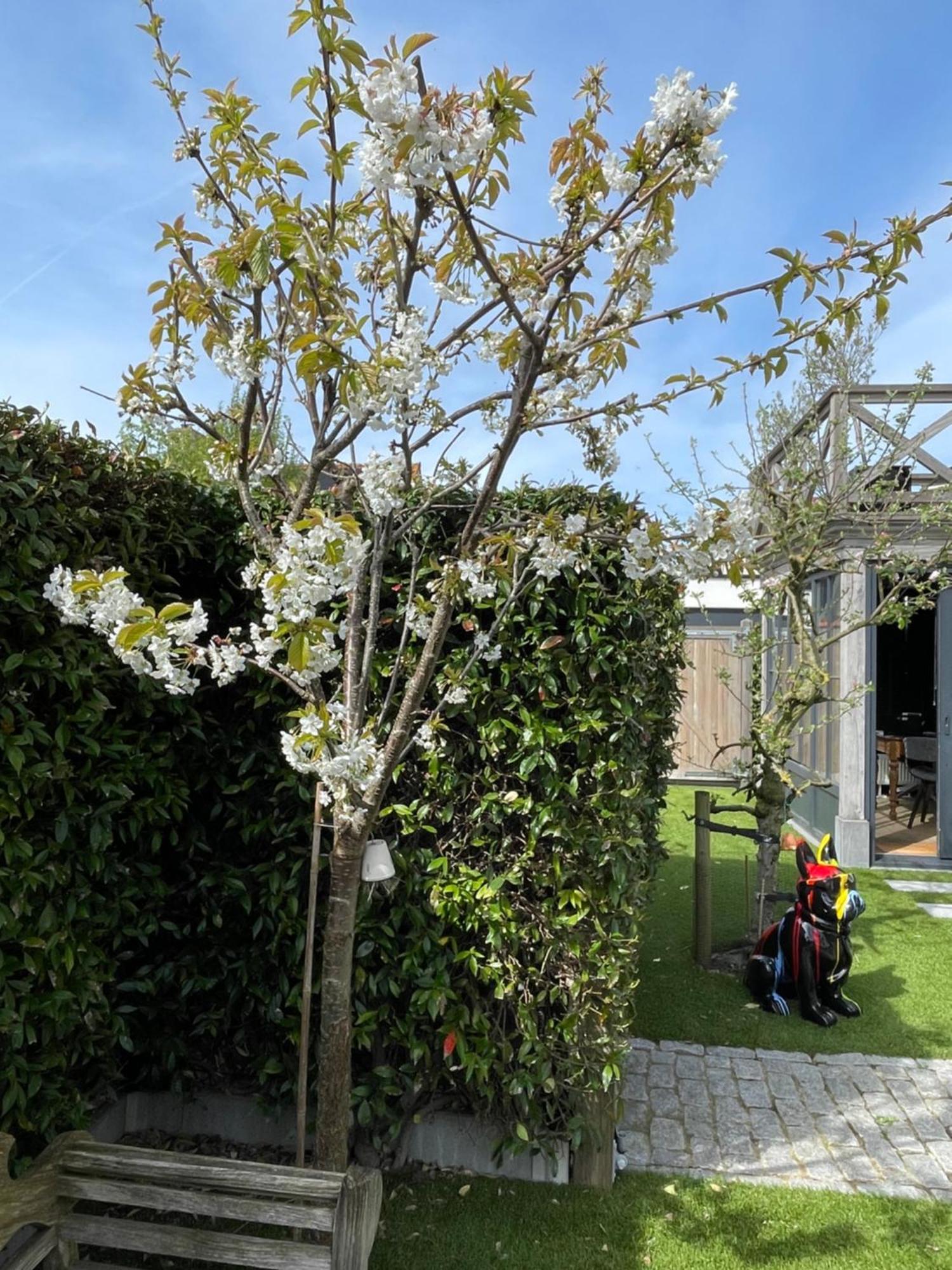 B&B Grain de Sable Knokke-Le-Zoute Extérieur photo